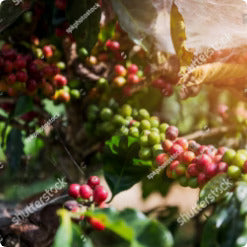 Unveiling the Hidden Health Benefits of Cascara